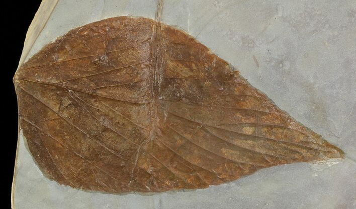 Fossil Leaf (Viburnum) - Montana #52233